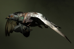 Pigeon Camera | International Spy Museum